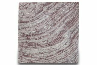 Polished, Neoproterozoic Stromatolite (Conophyton) - Morocco #276104