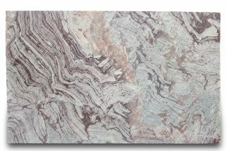 Polished, Neoproterozoic Stromatolite (Conophyton) - Morocco #276106
