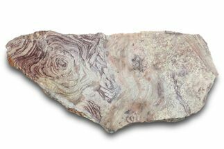 Polished, Neoproterozoic Stromatolite (Conophyton) - Morocco #276129
