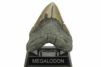 Serrated, Fossil Megalodon Tooth - North Carolina #275523