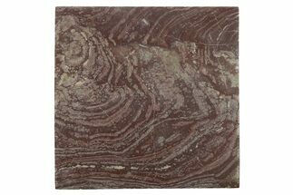 Polished, Neoproterozoic Stromatolite (Conophyton) - Morocco #276140