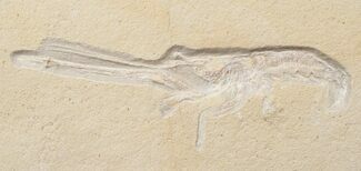 Fossil Lobster (Mecochirus) - Great D Preservation #15623