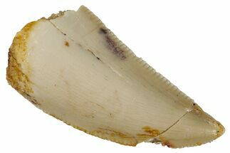 Serrated, Raptor Tooth - Real Dinosaur Tooth #275111