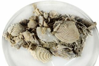 Miniature Fossil Cluster (Ammonite, Bivalves) - France #276325
