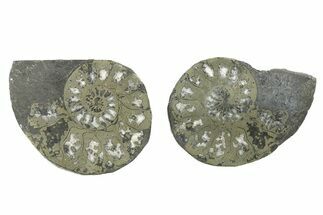 Pyritized Cut Ammonite Fossil Pair - Morocco #276649