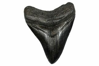 Fossil Megalodon Tooth - South Carolina #276418