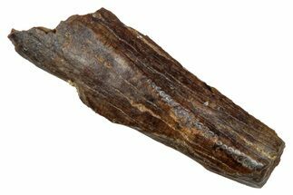 Tyrannosaur Tooth Fragment - Judith River Formation #276495