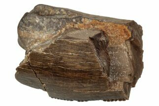 Tyrannosaur Tooth Fragment - Judith River Formation #276501