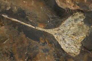 Paleocene Fossil Ginkgo Leaf - North Dakota #276709