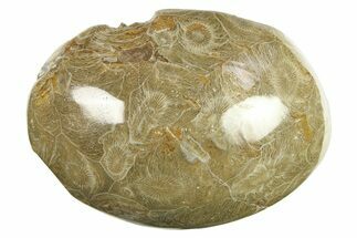 Polished Fossil Coral (Actinocyathus) Head - Morocco #276775