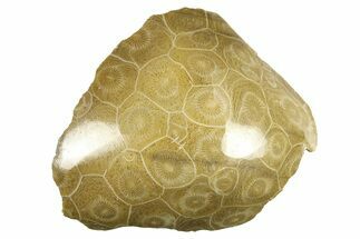 Polished Fossil Coral (Actinocyathus) Head - Morocco #276784