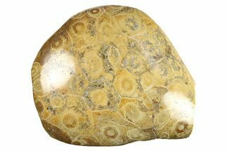 Polished Fossil Coral (Actinocyathus) Head - Morocco #276787