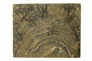 Polished Fossil Rugose Coral Slab - Morocco #276179