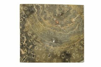 Polished Fossil Rugose Coral Slab - Morocco #276194