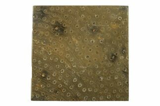 Polished Fossil Rugose Coral Slab - Morocco #276196