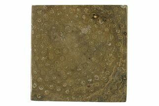 Polished Fossil Rugose Coral Slab - Morocco #276206