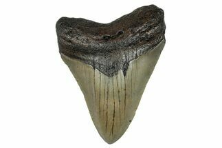 Serrated, Fossil Megalodon Tooth - North Carolina #274006