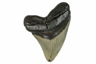 Serrated, Fossil Megalodon Tooth - North Carolina #274014