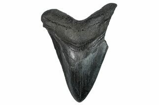 Fossil Megalodon Tooth - South Carolina #275287