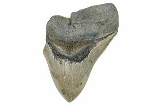 Partial Fossil Megalodon Tooth - Serrated Blade #275293