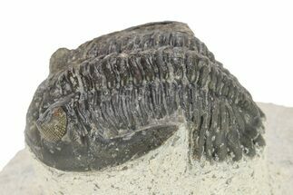 Bargain, Hollardops Trilobite - Ofaten, Morocco #254483