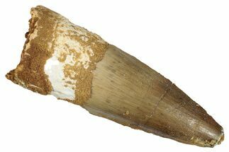 Fossil Spinosaurus Tooth - Real Dinosaur Tooth #276896