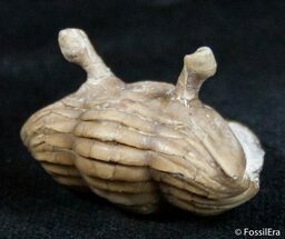 Enrolled Asaphus Kowalewskii - Russian Trilobite #2641