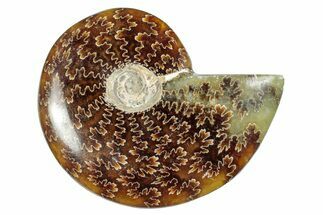 Polished Cretaceous Ammonite (Cleoniceras) Fossil - Madagascar #277042