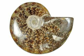Polished Cretaceous Ammonite (Cleoniceras) Fossil - Madagascar #277052