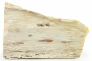 Polished Petrified Wood Slab - Washington #277121