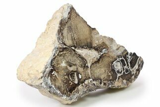 Polished Petrified Wood Section - McDermitt, Oregon #277130