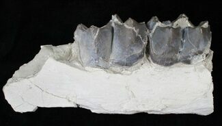 Titanothere (Brontops) Jaw Section - South Dakota #15786