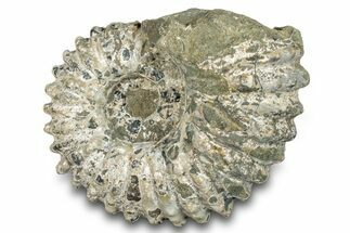 Bumpy Ammonite (Douvilleiceras) Fossil - Madagascar #277167