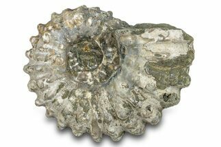 Bumpy Ammonite (Douvilleiceras) Fossil - Madagascar #277186