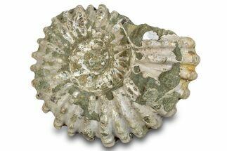 Bumpy Ammonite (Douvilleiceras) Fossil - Madagascar #277189