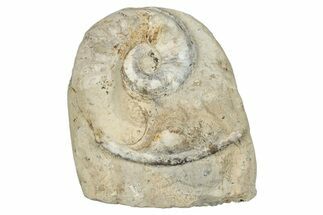 Jurassic Ammonite (Pleuroceras) Fossil - Germany #277201