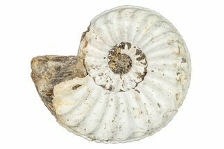 Jurassic Ammonite (Pleuroceras) Fossil - Germany #277210