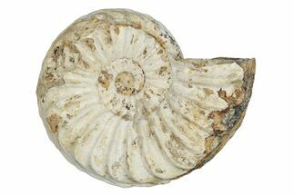 Jurassic Ammonite (Pleuroceras) Fossil - Germany #277216
