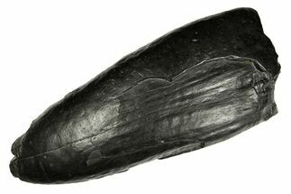 Huge, Fossil Sperm Whale (Physeteridae) Tooth - South Carolina #277330