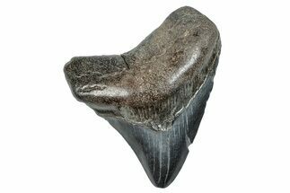 Posterior Fossil Megalodon Tooth - South Carolina #277342