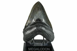 Serrated, Fossil Megalodon Tooth - Collector Quality River Meg #277344