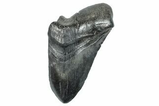 Partial Fossil Megalodon Tooth - South Carolina #277389