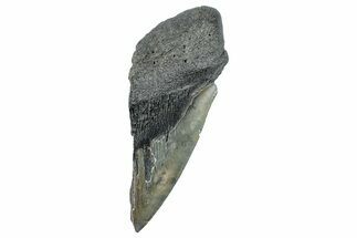 Partial Fossil Megalodon Tooth - South Carolina #277416