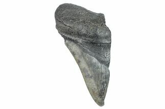 Partial Fossil Megalodon Tooth - South Carolina #277429