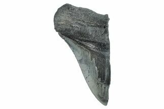 Partial Fossil Megalodon Tooth - Serrated Edge #277430