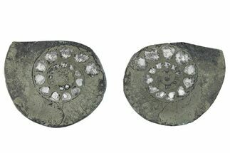 Pyritized Cut Ammonite Fossil Pair - Morocco #276607