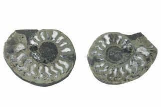 Pyritized Cut Ammonite Fossil Pair - Morocco #276627