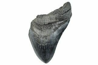 Partial Fossil Megalodon Tooth - Serrated Blade #277383