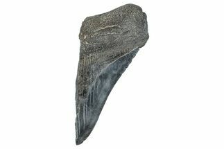 Partial Fossil Megalodon Tooth - South Carolina #277438