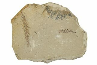 Dawn Redwood (Metasequoia) Fossils - Montana #277532